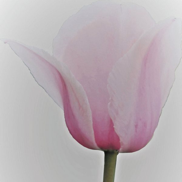 Tulip Greetings Card