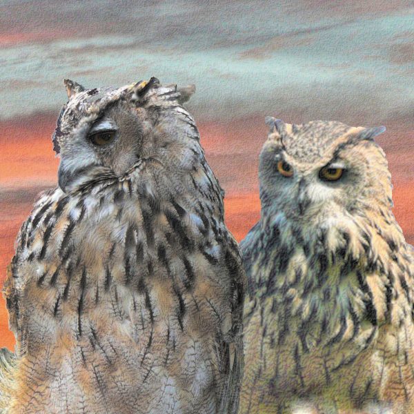 Owls - Animal Greetings Card