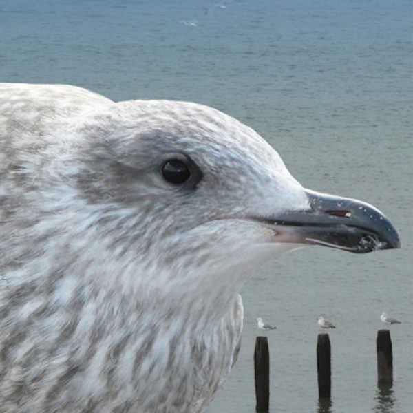 Waiting Seagulls Greetings Card