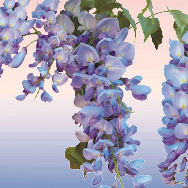 Wisteria Greetings Card